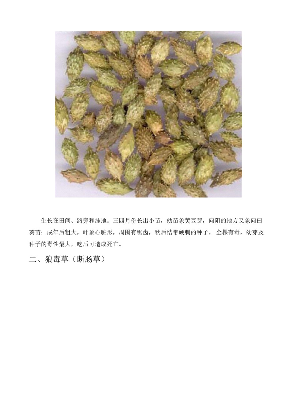 2022年医学专题—常见有毒野菜(图谱).docx_第2页