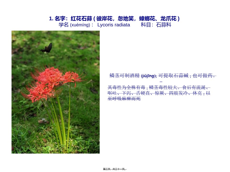 2022年医学专题—常见有毒植物.ppt_第3页
