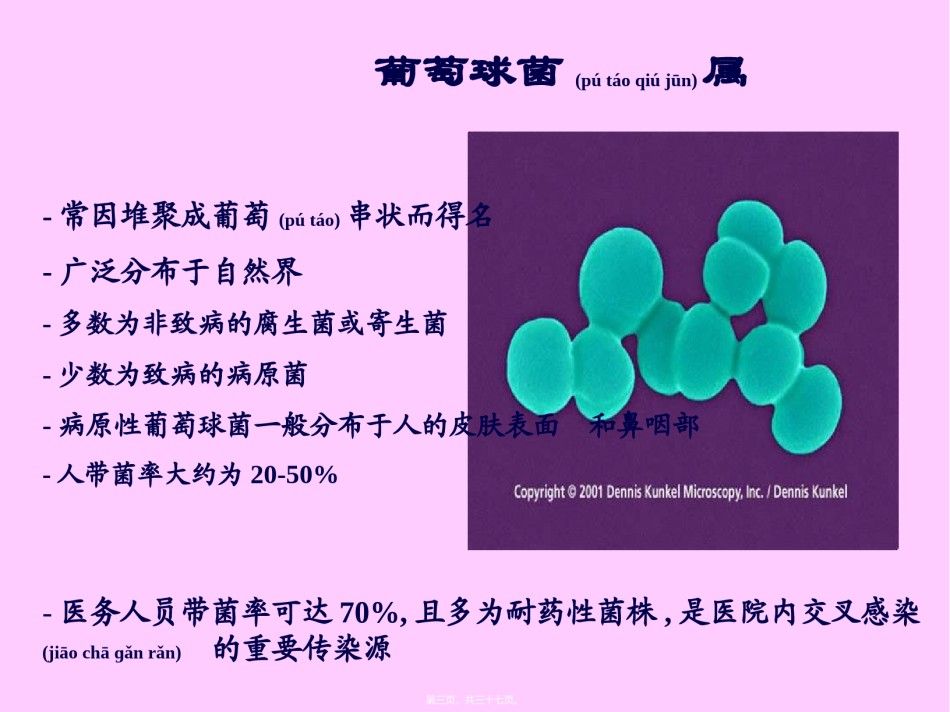 2022年医学专题—常见致病菌-1.ppt_第3页
