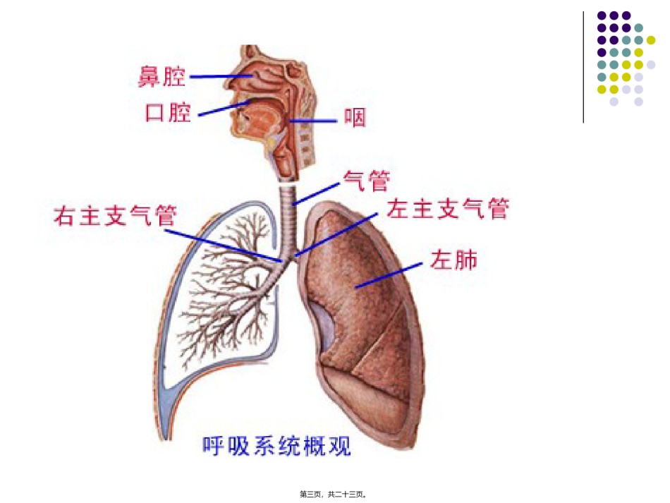 2022年医学专题—沉默杀手慢性阻塞性肺病.ppt_第3页