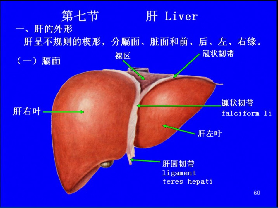 2022年医学专题—称为肝脓肿liverabscess.ppt_第2页