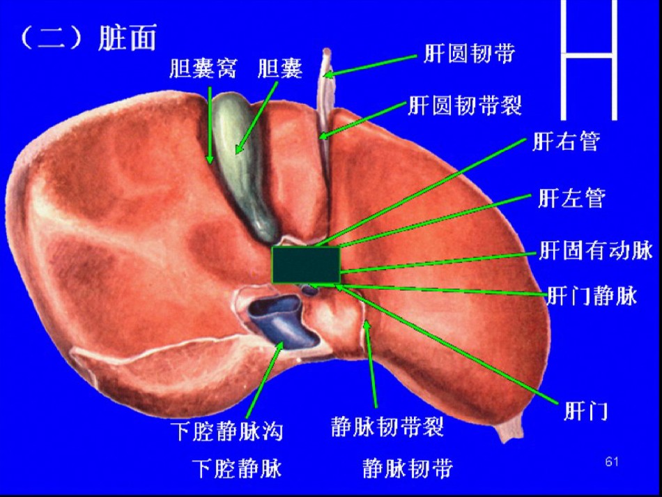 2022年医学专题—称为肝脓肿liverabscess.ppt_第3页