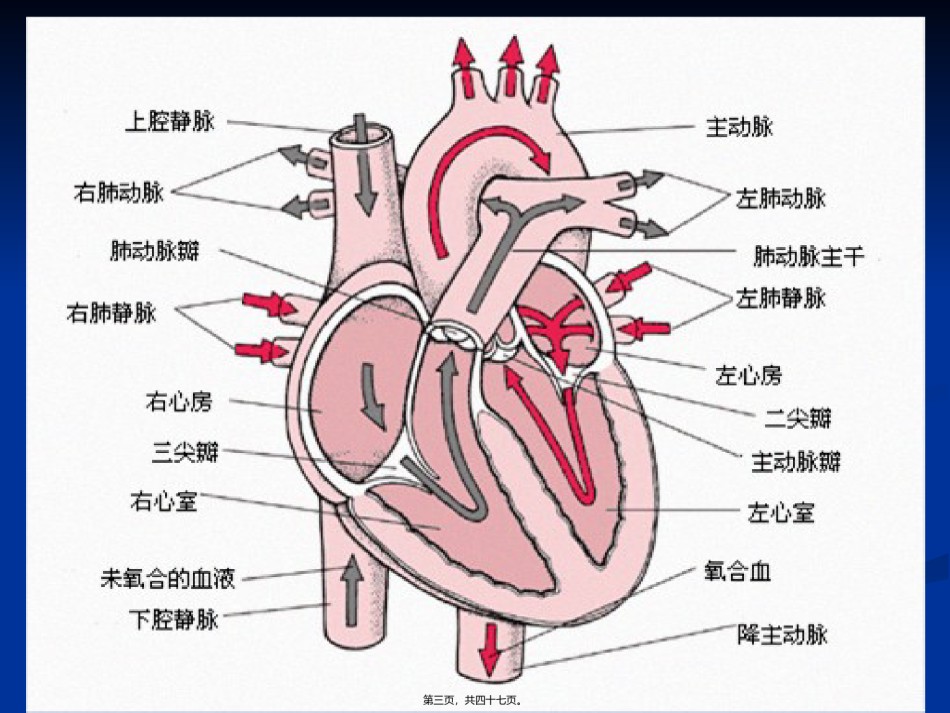 2022年医学专题—充血性心力衰竭10.06.ppt_第3页