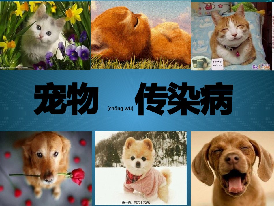2022年医学专题—宠物传染病概述.pptx_第1页