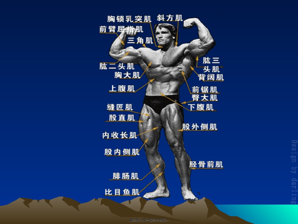 2022年医学专题—初级按摩师班-(肌肉-皮肤).ppt_第3页