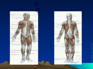 2022年医学专题—初级按摩师班-(肌肉-皮肤).ppt