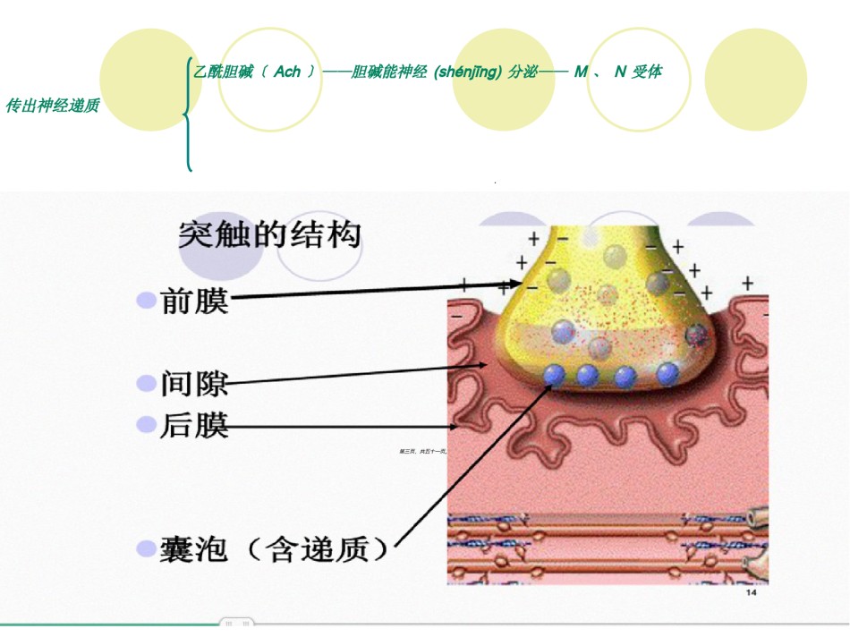 2022年医学专题—传出神经系统药汇总.ppt_第3页