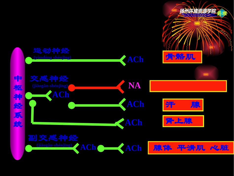 2022年医学专题—传出神经系统药理概论.pptx_第3页
