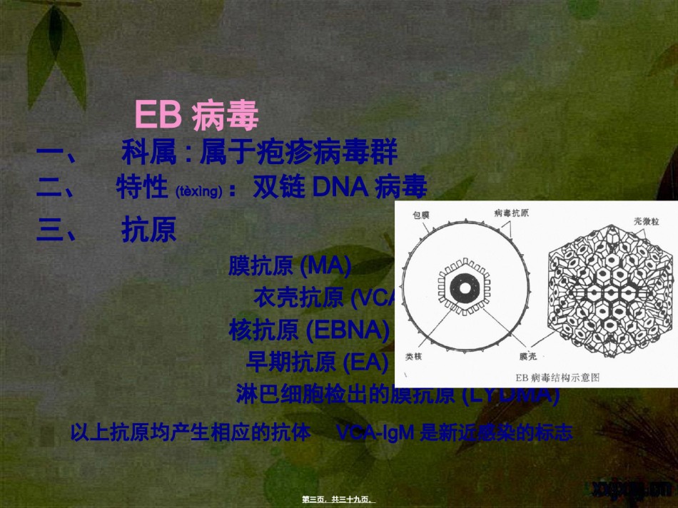 2022年医学专题—传染性单核细胞增多症IM.ppt_第3页