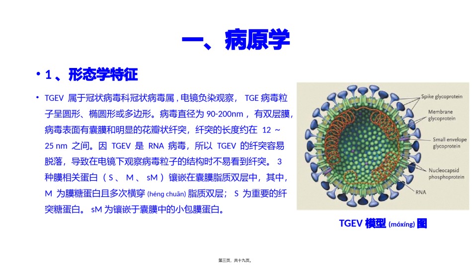 2022年医学专题—传染性胃肠炎TGEV.pptx_第3页