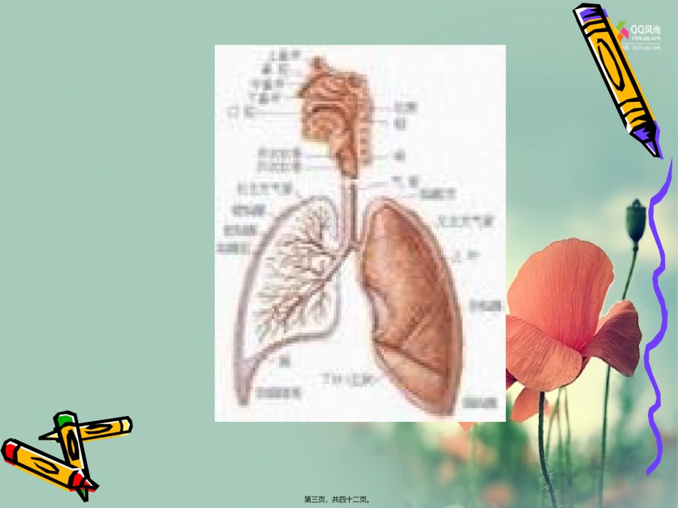 2022年医学专题—常见的呼吸道传染病有流行性感冒流行性腮腺炎流脑.ppt_第3页