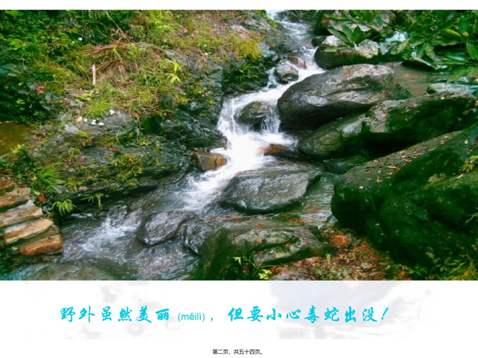 2022年医学专题—常见动物咬蜇伤.ppt_第2页