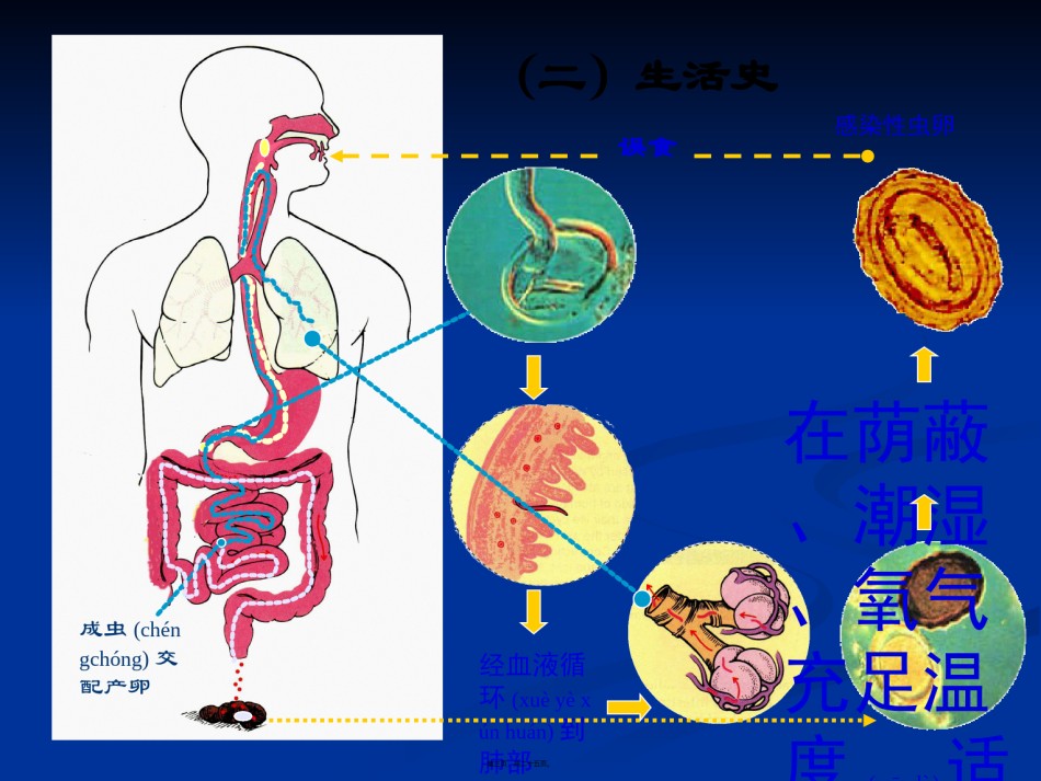 2022年医学专题—常见寄生虫病.ppt_第3页