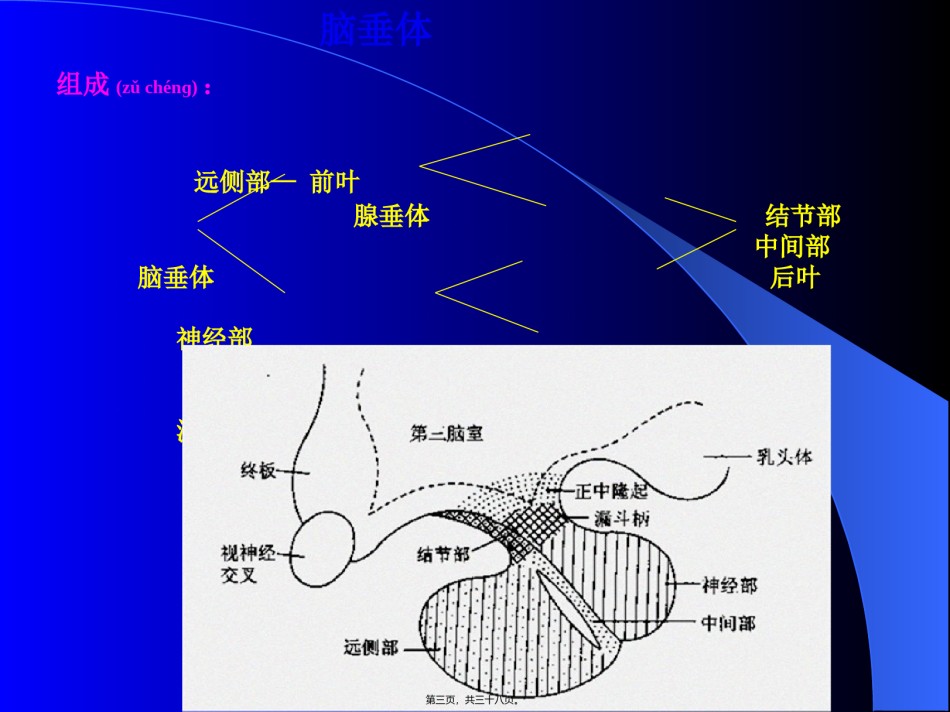 2022年医学专题—垂体-性腺轴.ppt_第3页