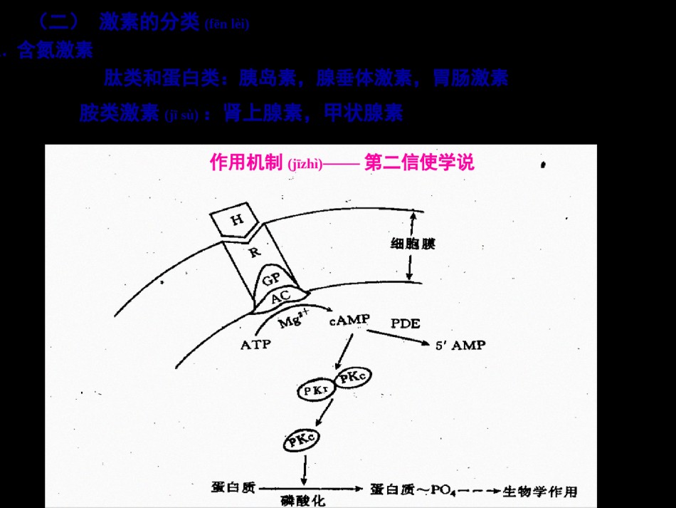 2022年医学专题—促甲状腺激素释放激素.ppt_第2页