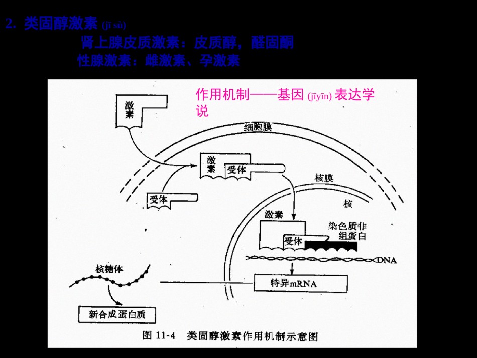 2022年医学专题—促甲状腺激素释放激素.ppt_第3页