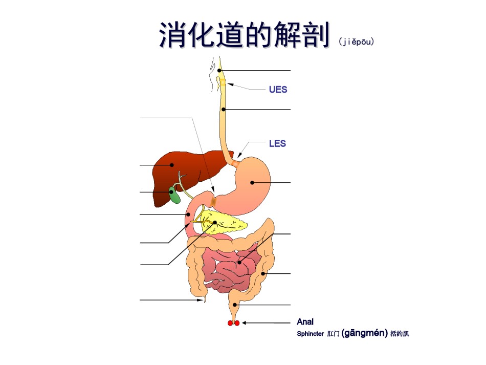 2022年医学专题—促胃动力药剖析.ppt_第2页
