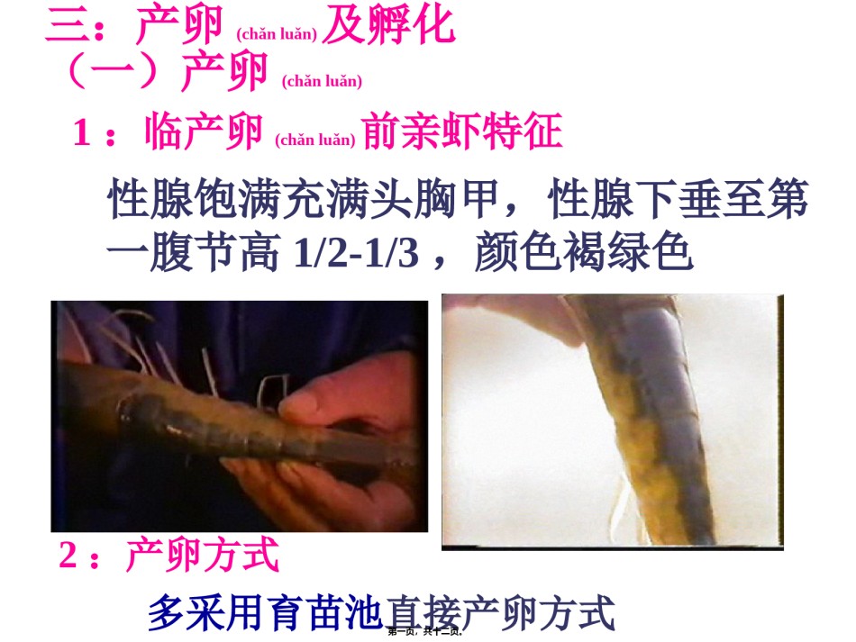 2022年医学专题—产卵及孵化要点.ppt_第1页