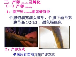 2022年医学专题—产卵及孵化要点.ppt