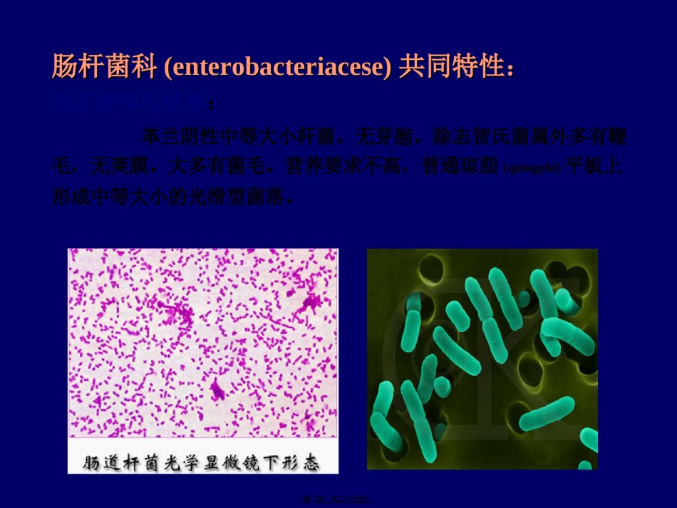 2022年医学专题—肠道杆菌-(2).ppt_第2页