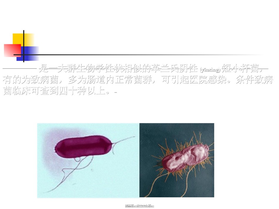 2022年医学专题—肠道感染细菌.ppt_第2页
