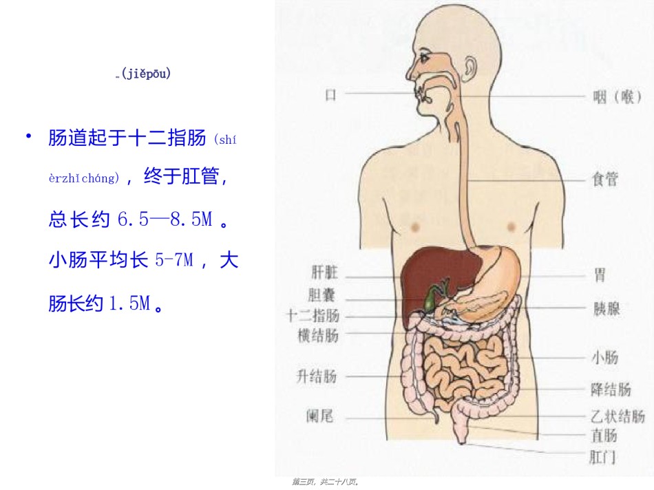 2022年医学专题—肠梗阻lcp143-14简述.ppt_第3页