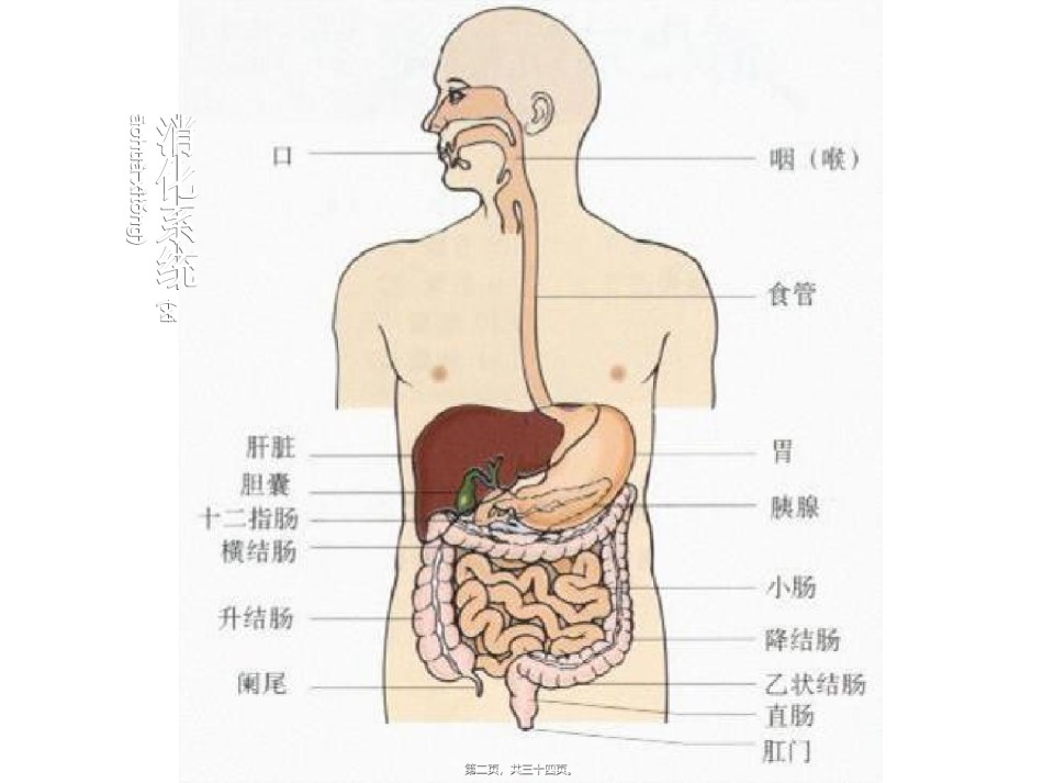 2022年医学专题—丙谷胺胃泌素受体阻断药三.ppt_第2页