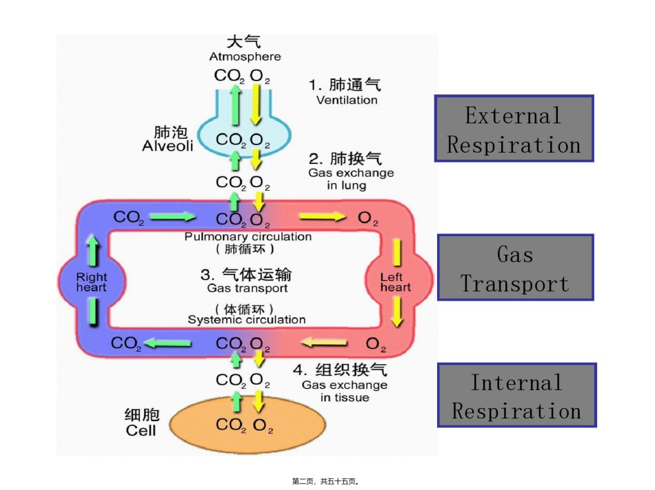 2022年医学专题—病生-呼吸衰竭.ppt_第2页